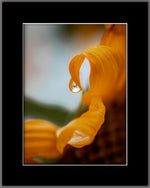 Sunflower Waterdrop