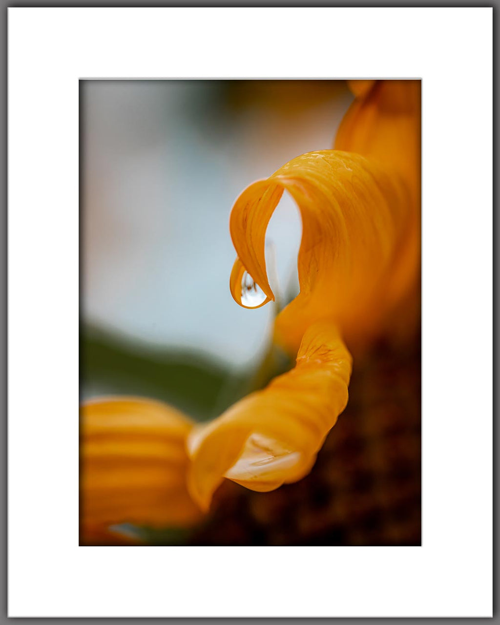 Sunflower Waterdrop